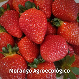 Geleia de Morango Bio Cult agroecológico