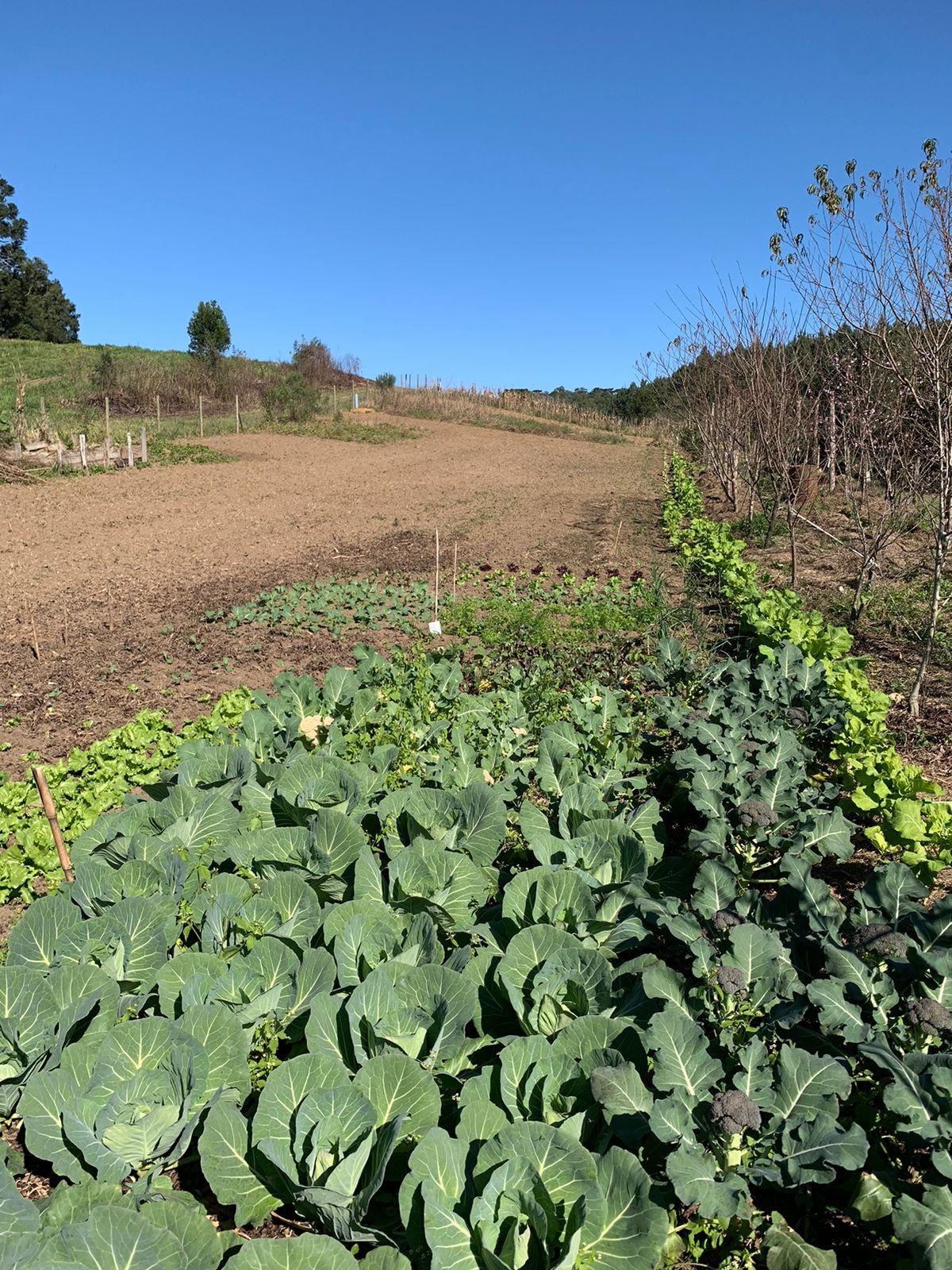 cesta de verduras farmfod são bento do sul. direto do produtor plantação
