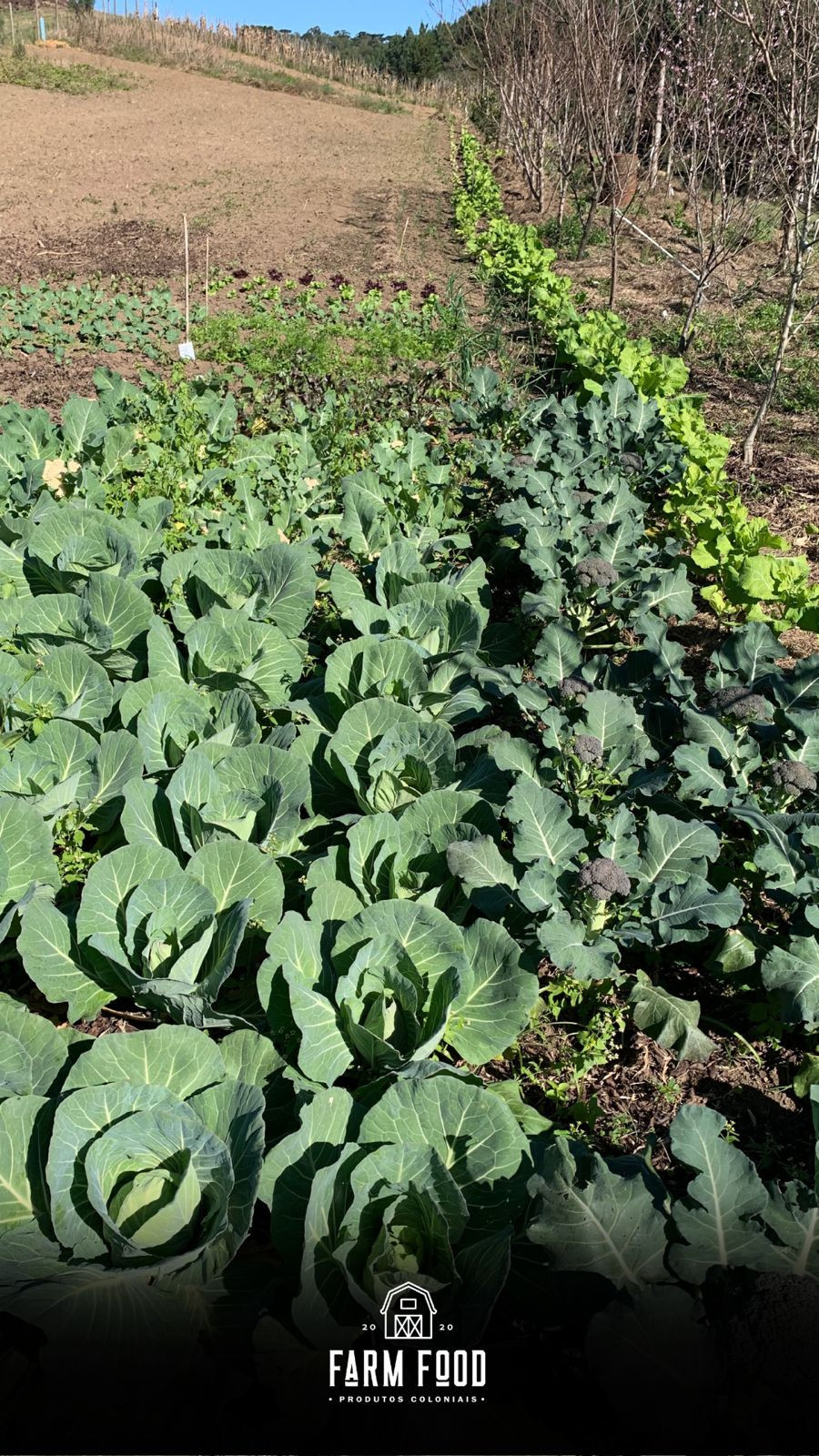 cesta de verduras farmfod são bento do sul. direto do produtor repolho