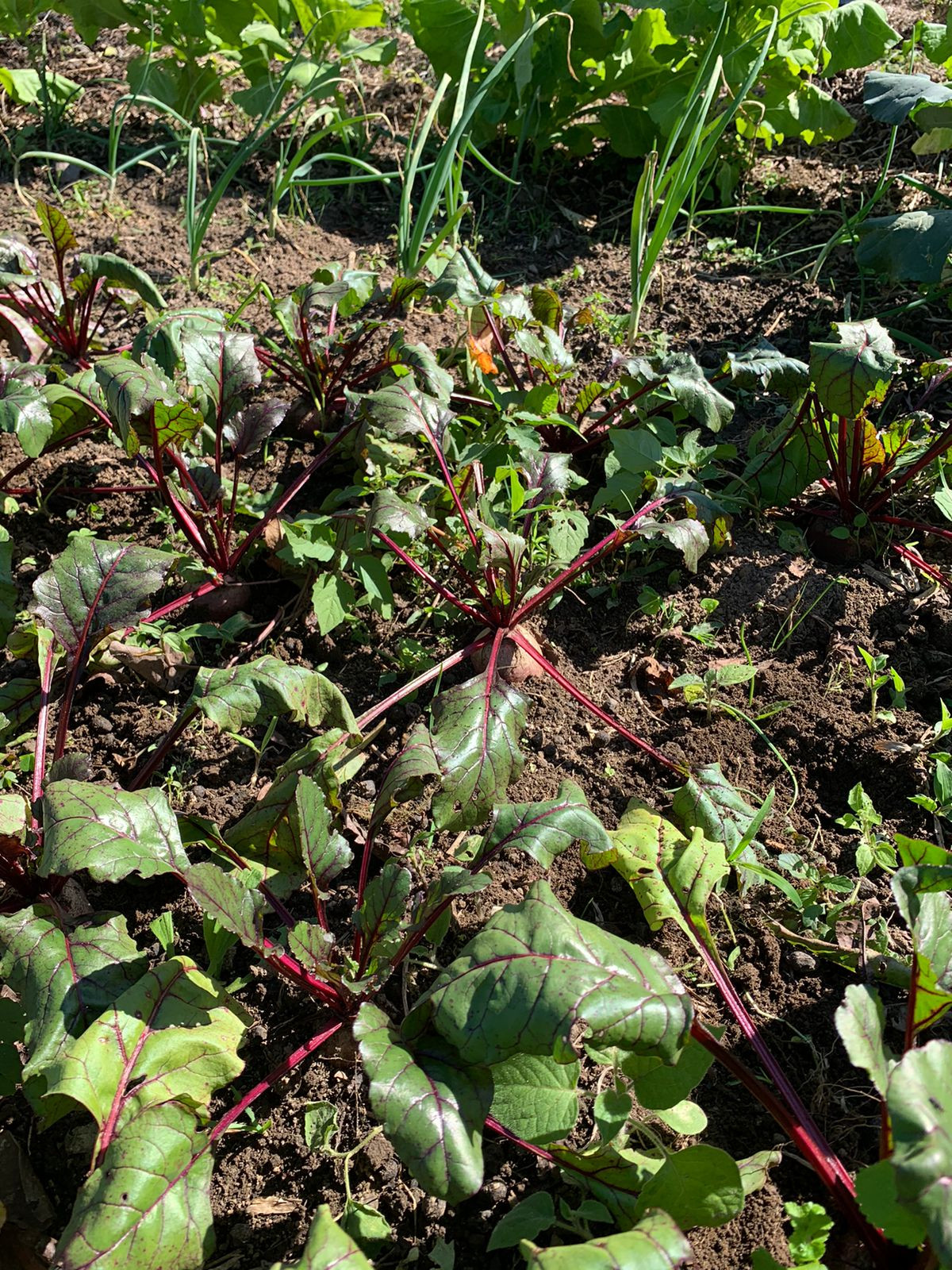cesta de verduras farmfod são bento do sul. direto do produtor beterraba