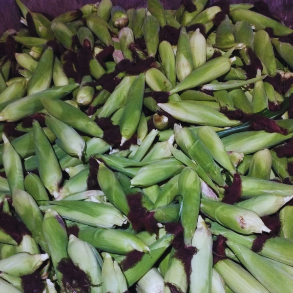 milho verde raeasy (1).png