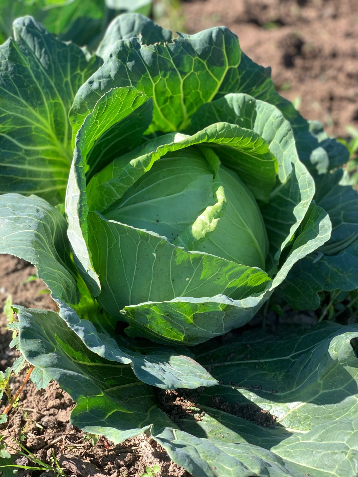 cesta de verduras farmfod são bento do sul. direto do produtor repolho  agricultura familiar
