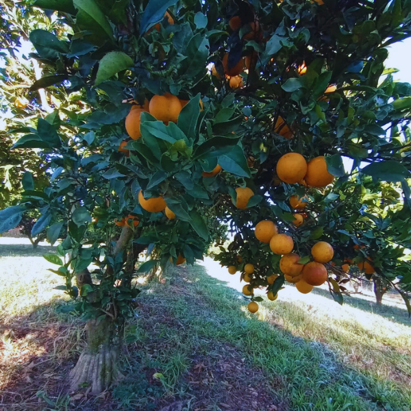 Colha e Pague de Laranja Bahia sem semente - Sítio Olho D'água - Rio Negro PR (safra 2024) sem agrotóxico.png