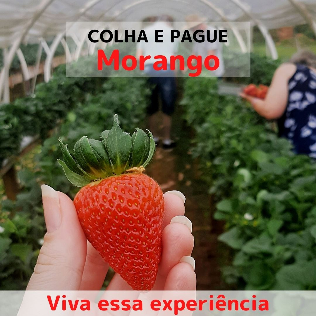 Sistema de Colha e Pague - Morangos em Campo Alegre comer direto do pé - raeasy.jpg