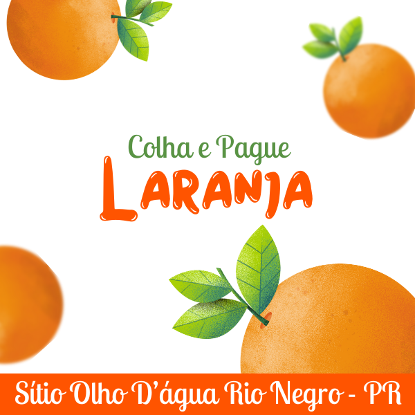 Colha e Pague de Laranja Bahia sem semente - Sítio Olho D'água - Rio Negro PR (safra 2024) capa.png